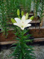 [1604 Annemarie'sDream No02.JPG]